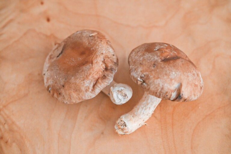 【旬食材】旨味たっぷりの「しいたけ」を使えば簡単に絶品副菜が作れるよ！おすすめレシピ3選