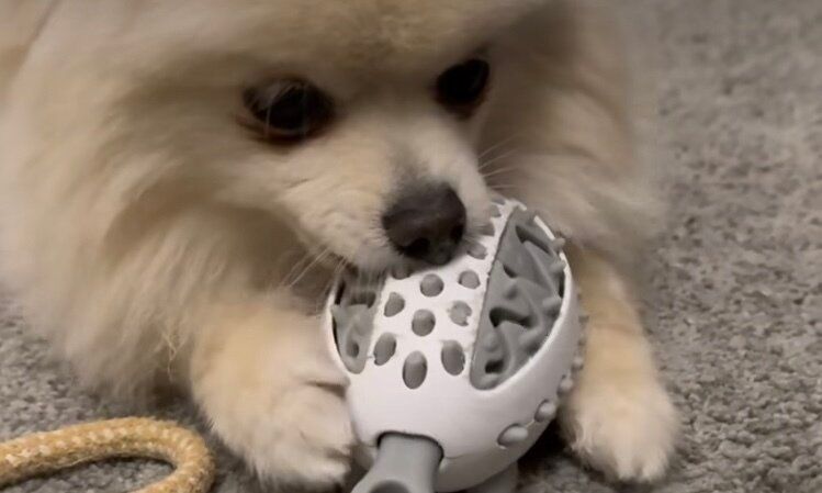 ペット用ハリネズミのエサ探しおもちゃ