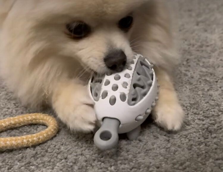 ペット用ハリネズミのエサ探しおもちゃ