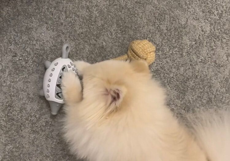 ペット用ハリネズミのエサ探しおもちゃ