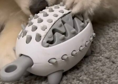 ペット用ハリネズミのエサ探しおもちゃ