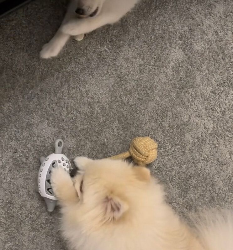 ペット用ハリネズミのエサ探しおもちゃ