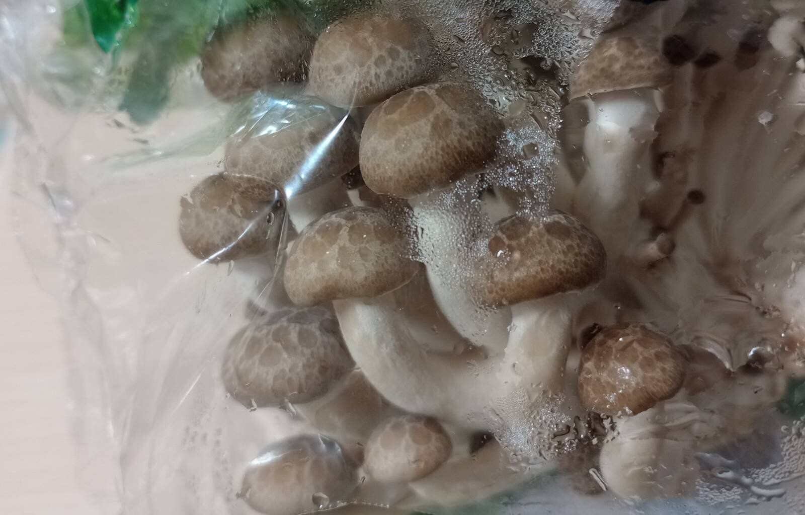 しめじのパッケージ