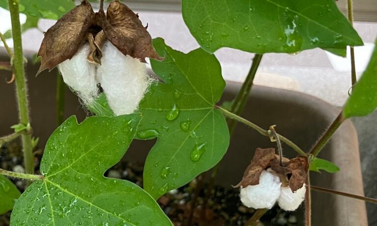 和綿を育てて考えるサステナブルなファッションのこと