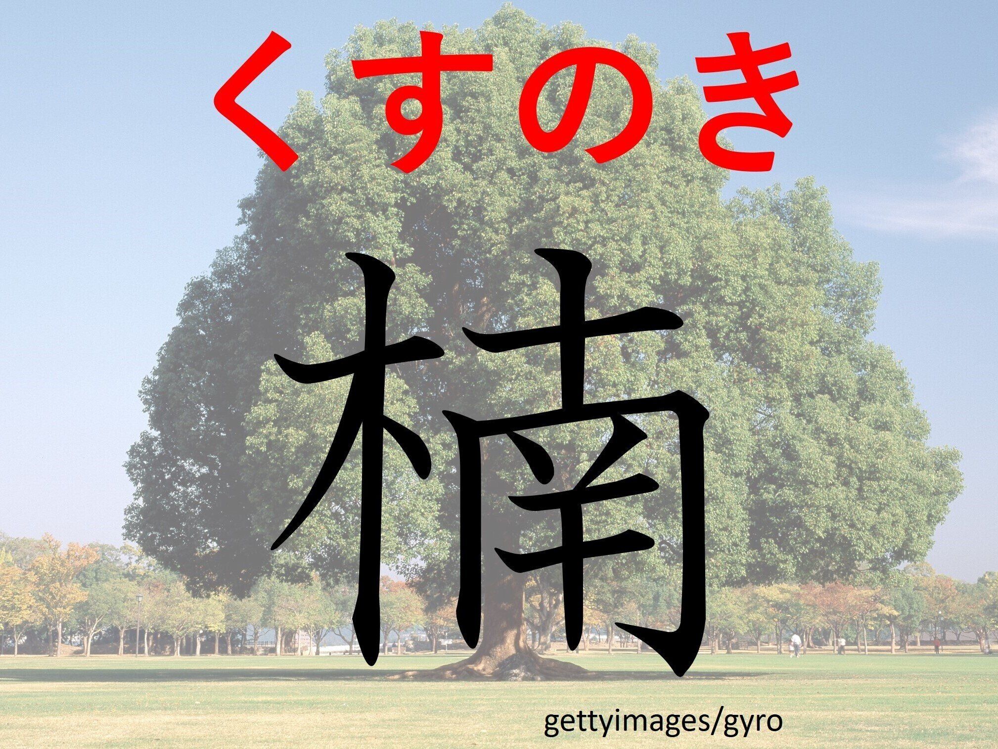 すごく大きくなりますよ！難読漢字「楠」はなんて読む？
