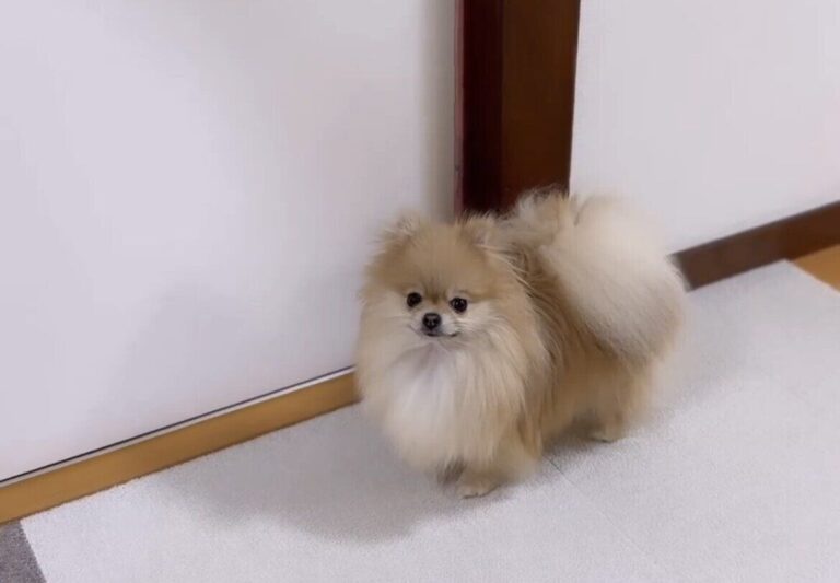 ビデオ会議中のため締め出されてしまったポメラニアンがとった行動とは!?かわいいの声と3万件のいいね集まる