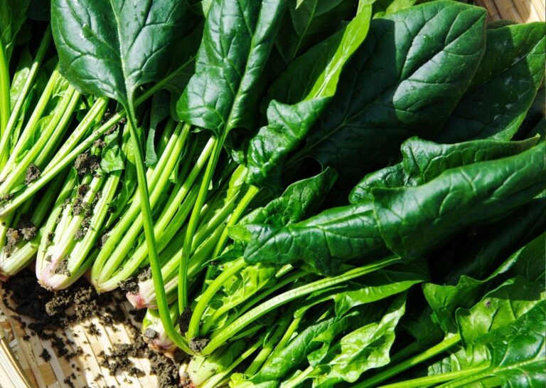 保湿しない、寝かせる、あとひとつは…？やってはいけないほうれん草の保存方法3選