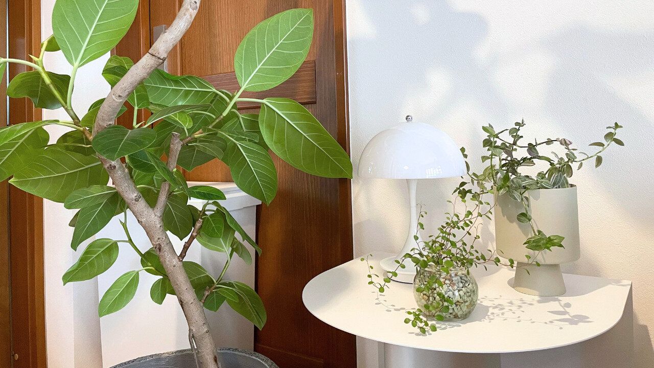 自宅の観葉植物
