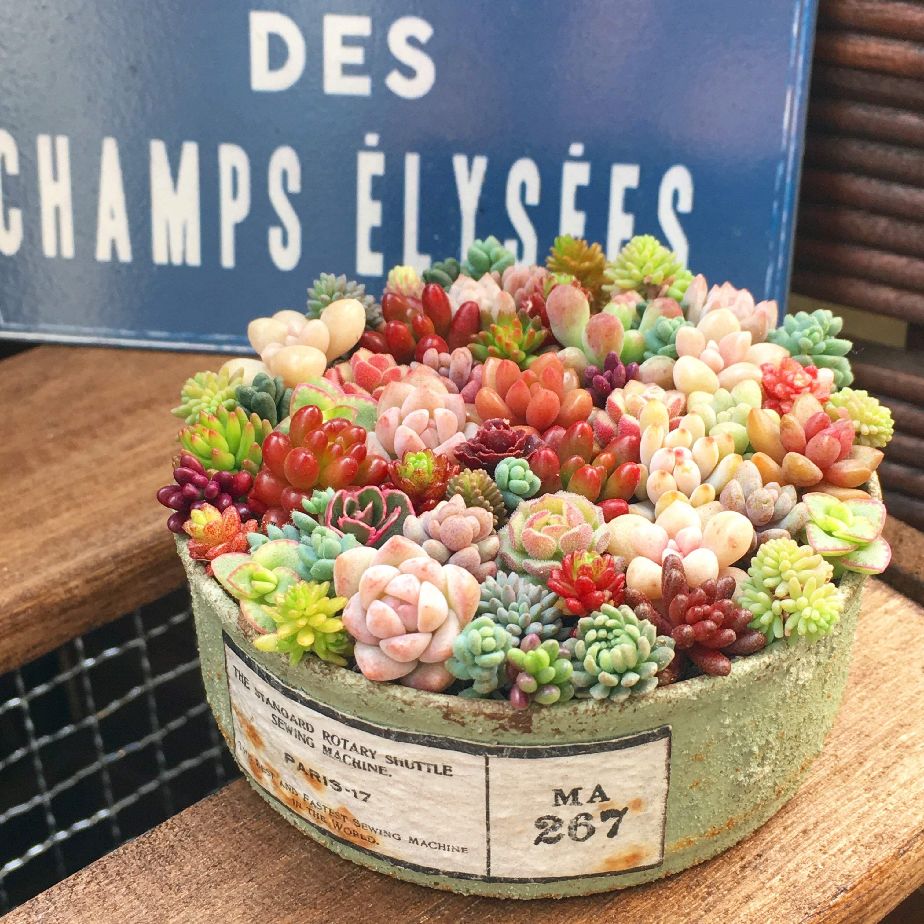 【多肉植物】初心者におすすめ!「セダム」の魅力と基本の育て方&おすすめ品種3選