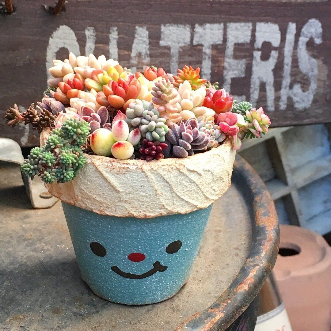 初めてでも安心!セダムの育て方