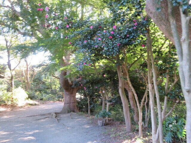 源氏山公園（げんじやまこうえん）