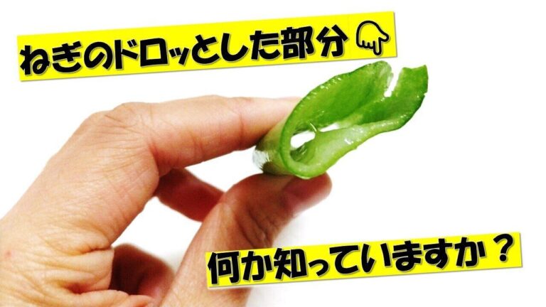 「ねぎのドロッとした部分」が出てきたら当たり⁉ねぎの栄養を丸ごとおいしく食べるポイントをご紹介！