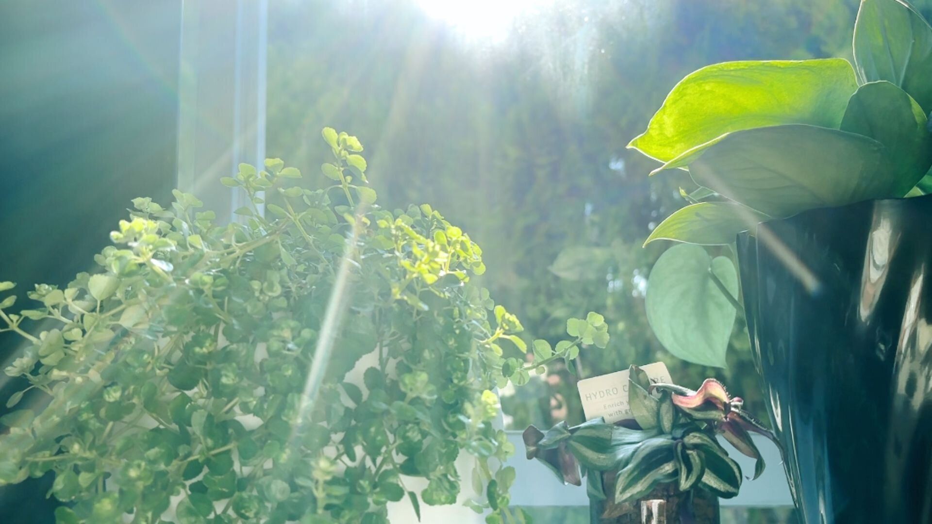 光が当たる植物たち