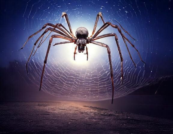 【夢占い】蜘蛛の夢の意味とは？シーンや種類別に徹底解説！