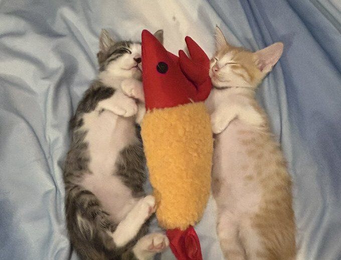 「大きくなったね」元保護猫の2枚の写真を見比べた飼い主。しみじみ感じる成長の裏には、家族にしかわからない困難があった