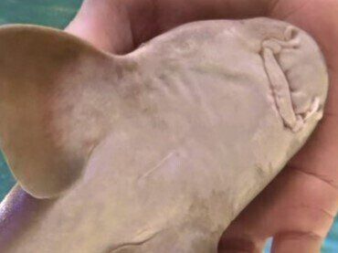 サメ…いや、これはもはや犬!?手のひらに甘えにくる姿が「かわいすぎる」「すごい」と8.4万いいね