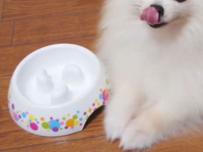 ごはんを食べ終えたポメラニアン「もうちょっとくださいな！」かわいすぎるおかわりアピールに胸キュン