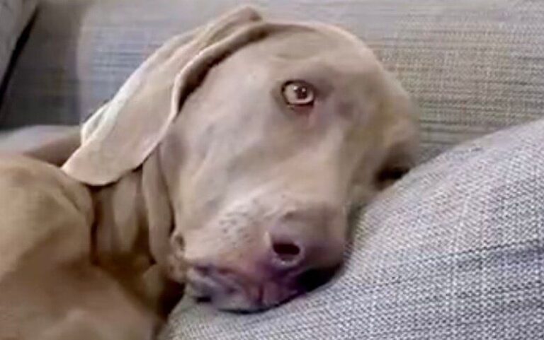 「犬じゃなくておじさんを育てている？」人間味溢れすぎな2匹のワイマラナーに、7.7万件のいいねと「たぶんおじワン」の声集まる