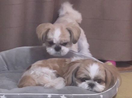 「見習ってみたい鋼のメンタル」同居犬にちょっかいを出されても動じないシーズーの反応に感心する人が続出