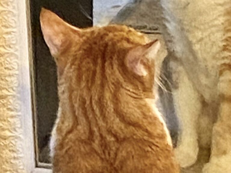 おしゃれな猫に7.1万いいね！鏡を見つめてうっとりする姿が「美しい絵のよう」で見る人もうっとり