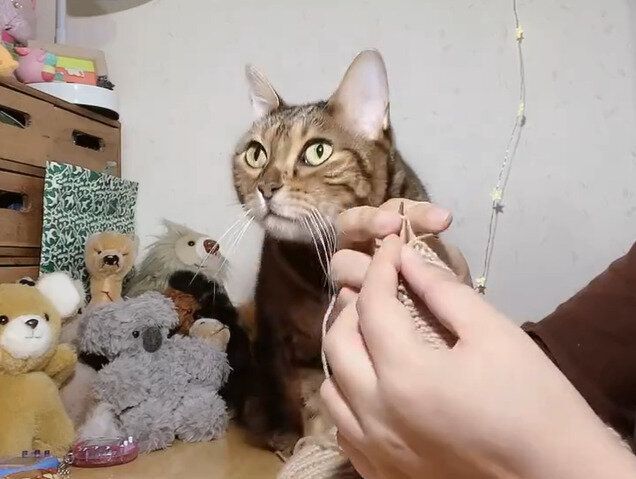 「どちらに注目すればいいのかわからない」上手にベストを編む飼い主の手元に、かまってほしい猫がやってきた