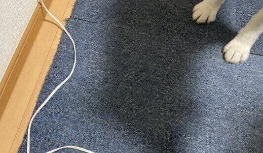 9.3万人が感動！「電源コードは触っちゃダメ！」の言いつけを徹底的に守り抜くハスキーに、「いい子すぎて涙目になりました」の声