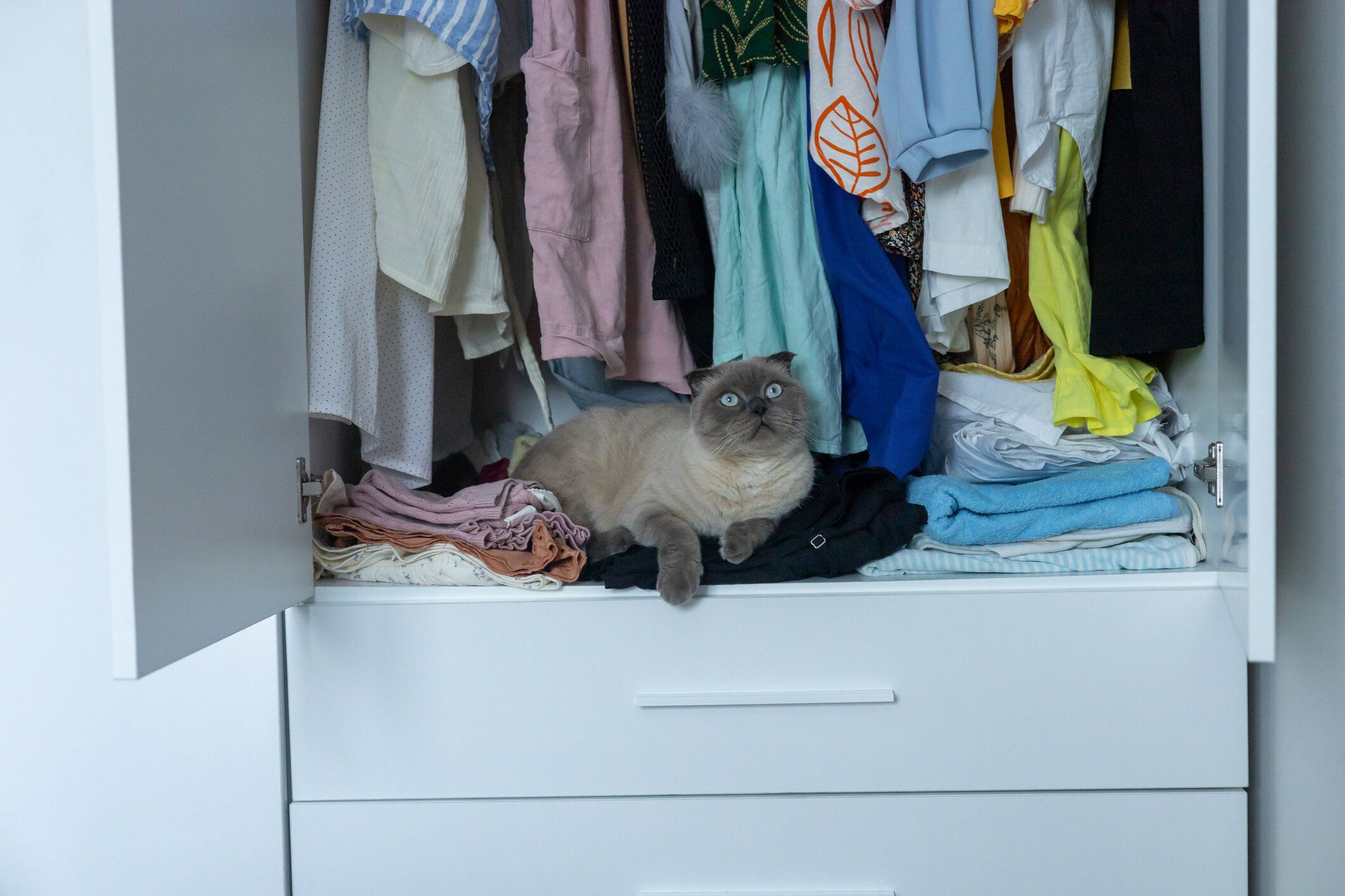 日中は雑然としたクローゼットで服の上でくつろいでいる好奇心旺盛な猫