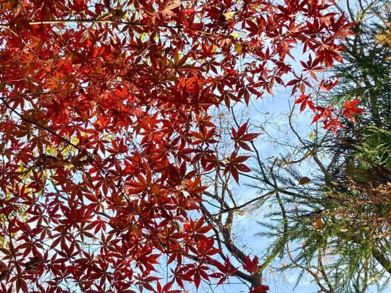 鬼に笑われても来年のことを言ってみる！2025年やりたいこと