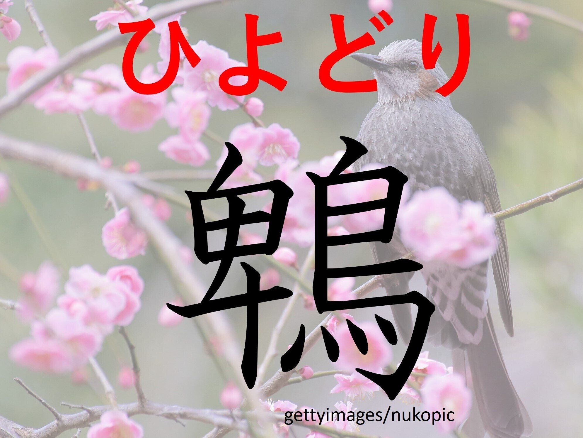 声を聞くとすぐわかる!難読漢字「鵯」はなんて読む?
