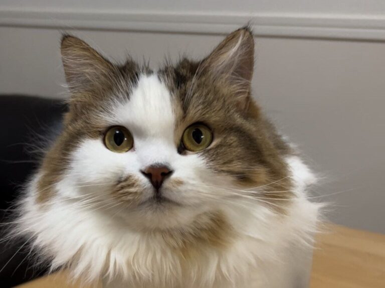 「見つめられていると集中できない」飼い主がそう感じる理由とは？体が真四角に化けた猫が話題！