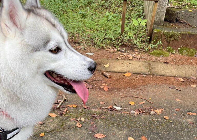 お散歩中のシベリアンハスキーを意外な生き物が威嚇！まったく動じない様子に4.4万件のいいね