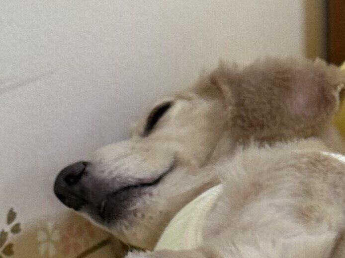 ビーズクッションでお昼寝中のカニヘンダックス「もうすぐポテチンと落ちそう」な寝姿に2.3万人がキュン