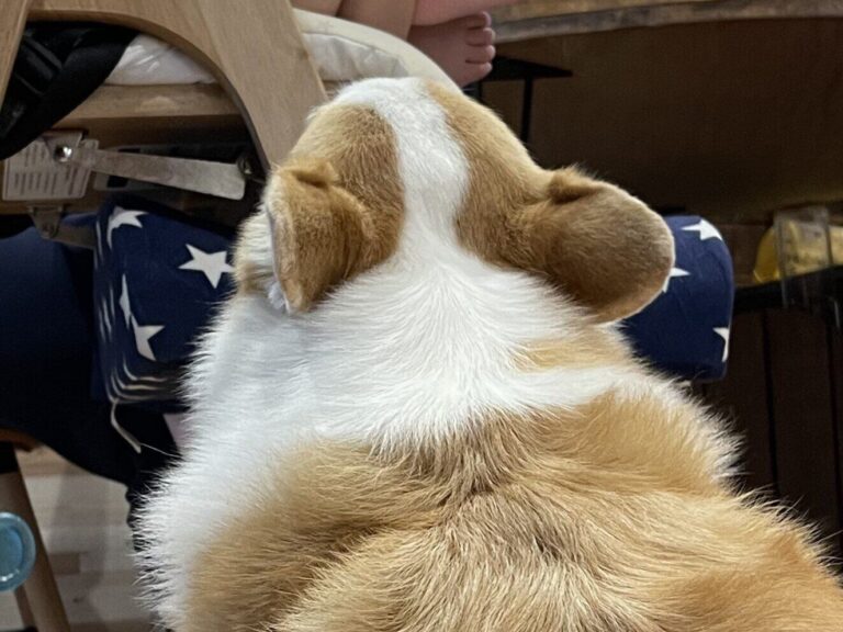 コーギーは知っている!?食事中の1歳児に寄り添う理由が「賢い」「ナイスポジション」と7.5万件以上のいいね