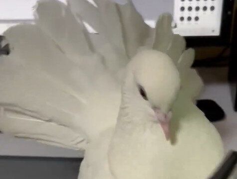 「かんべんして～」絵を描く飼い主をジャマする鳩、手にかみつくのにはかわいい理由があった