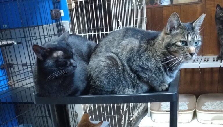 猫用品を収納するために購入したはずのワゴンが猫マンションに?!満員御礼の人気振りに5.6万件のいいね