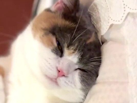 酔拳ならぬ「睡拳」の使い手現る!?ネコちゃんのかわいさが威力抜群すぎて「参りました」の声多数