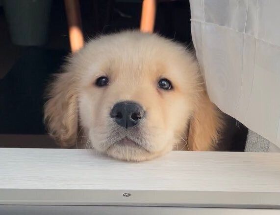 洗濯物を干す飼い主を、欠かさずみつめるゴールデン・レトリバーに、1.4万人がほっこり。生後3カ月の頃から変わらない、優しいまなざし&ルーティンに注目！