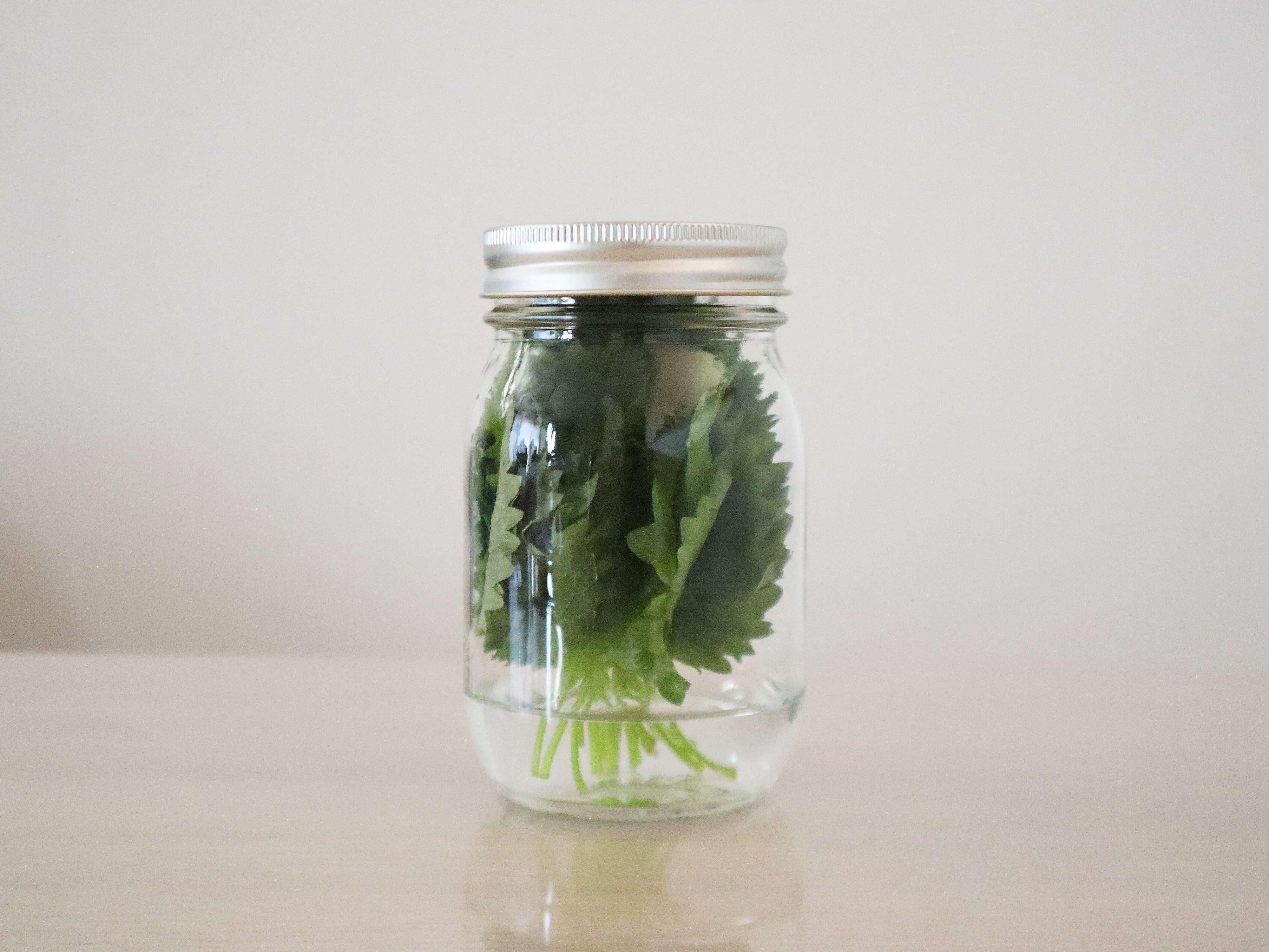 大葉の保存方法