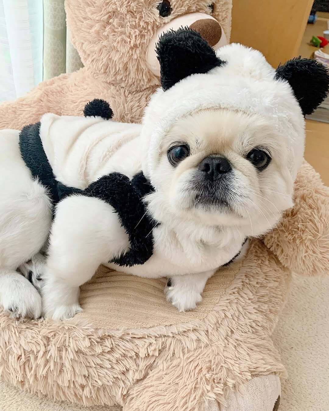 【キャンドゥ】ペット用コスプレウェアもキャンドゥで買える