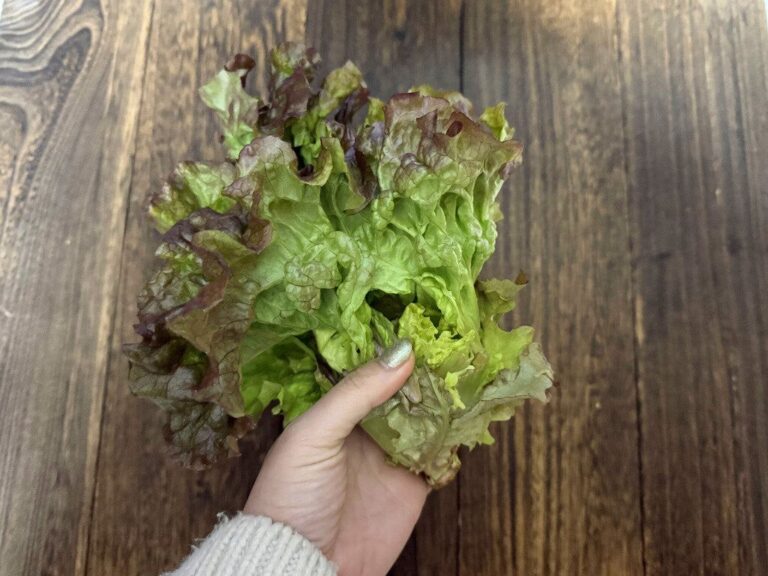 今まで捨てていた…しなしなのサニーレタスを一発でシャキッとさせる方法