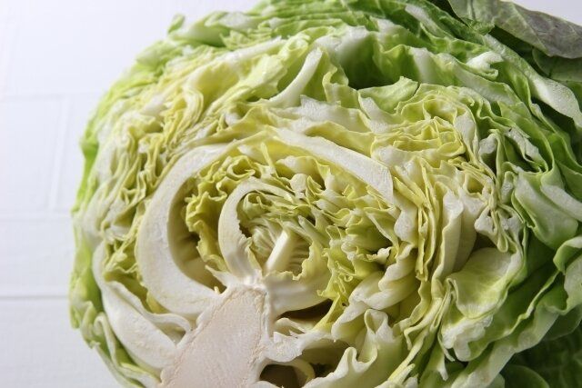 春キャベツ