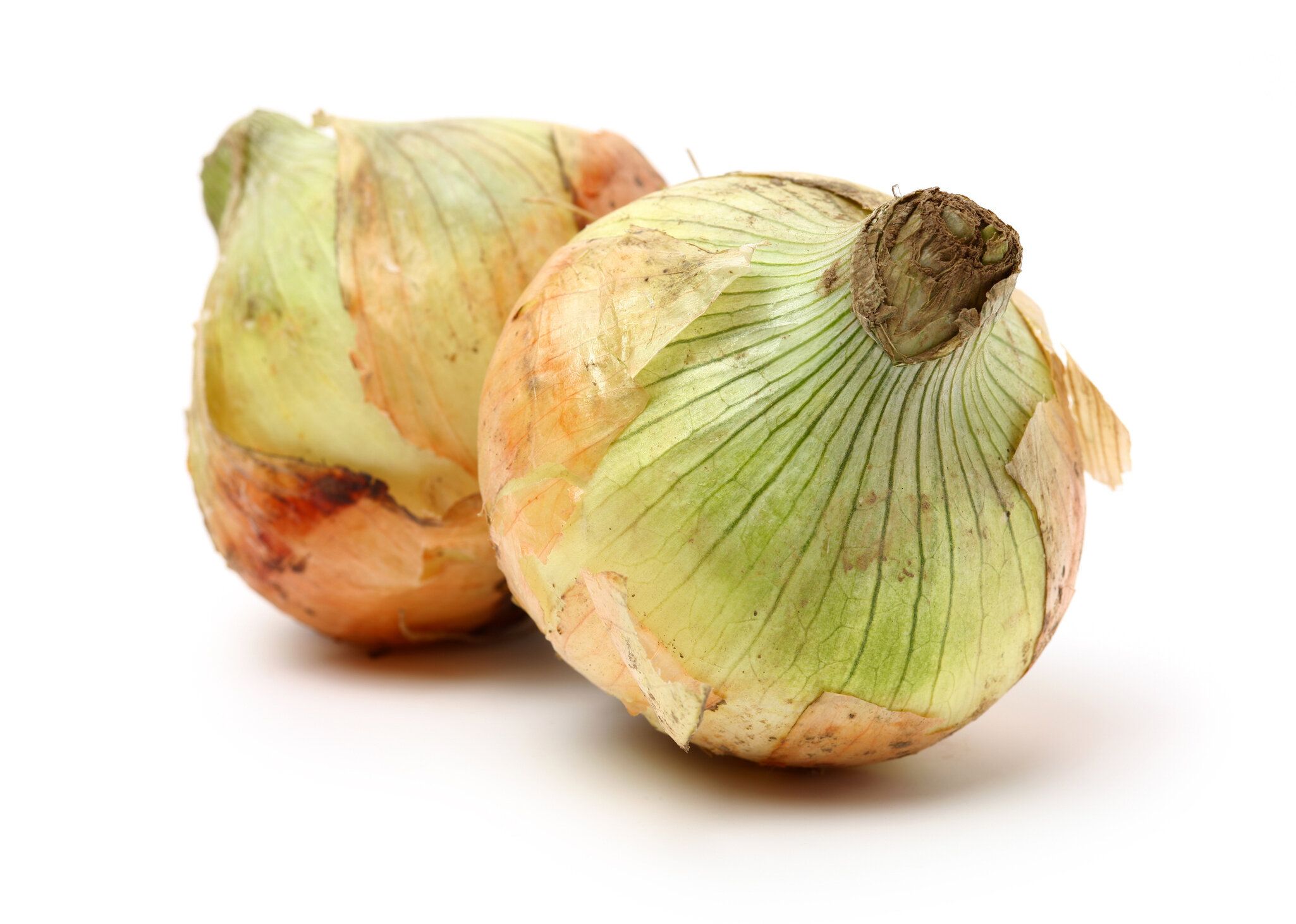 金玉ねぎ野菜球根