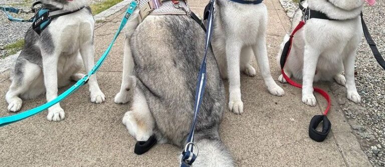 「1人反抗期がいます」4匹のハスキーの集合写真に、「かわいい」「笑いました」の声と4.6万件のいいね