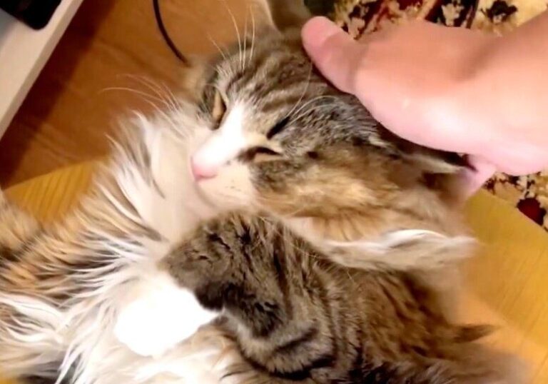 “ネコなのに豹変”!?飼い主になでられるネコが「最高〜」から「許さん！」に一変する瞬間を捉えた動画が話題に