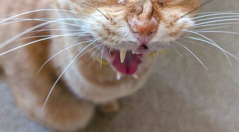 茶トラの普段の顔とあくびの瞬間のギャップにびっくり！16万件のいいねと多くの挑戦者集まる