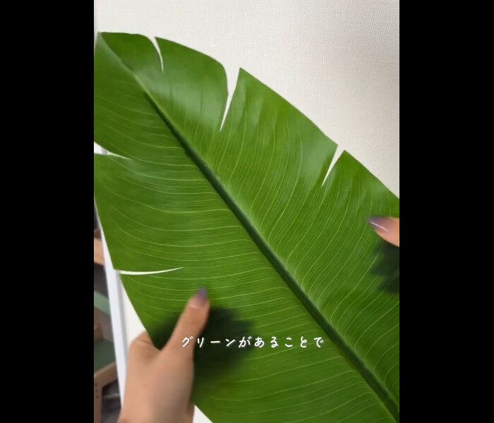 【ニトリ】まるで本物！フェイクグリーン