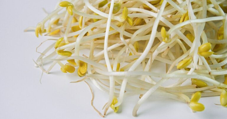 食費の救世主、もやしは種類によって使い分けするのが賢い