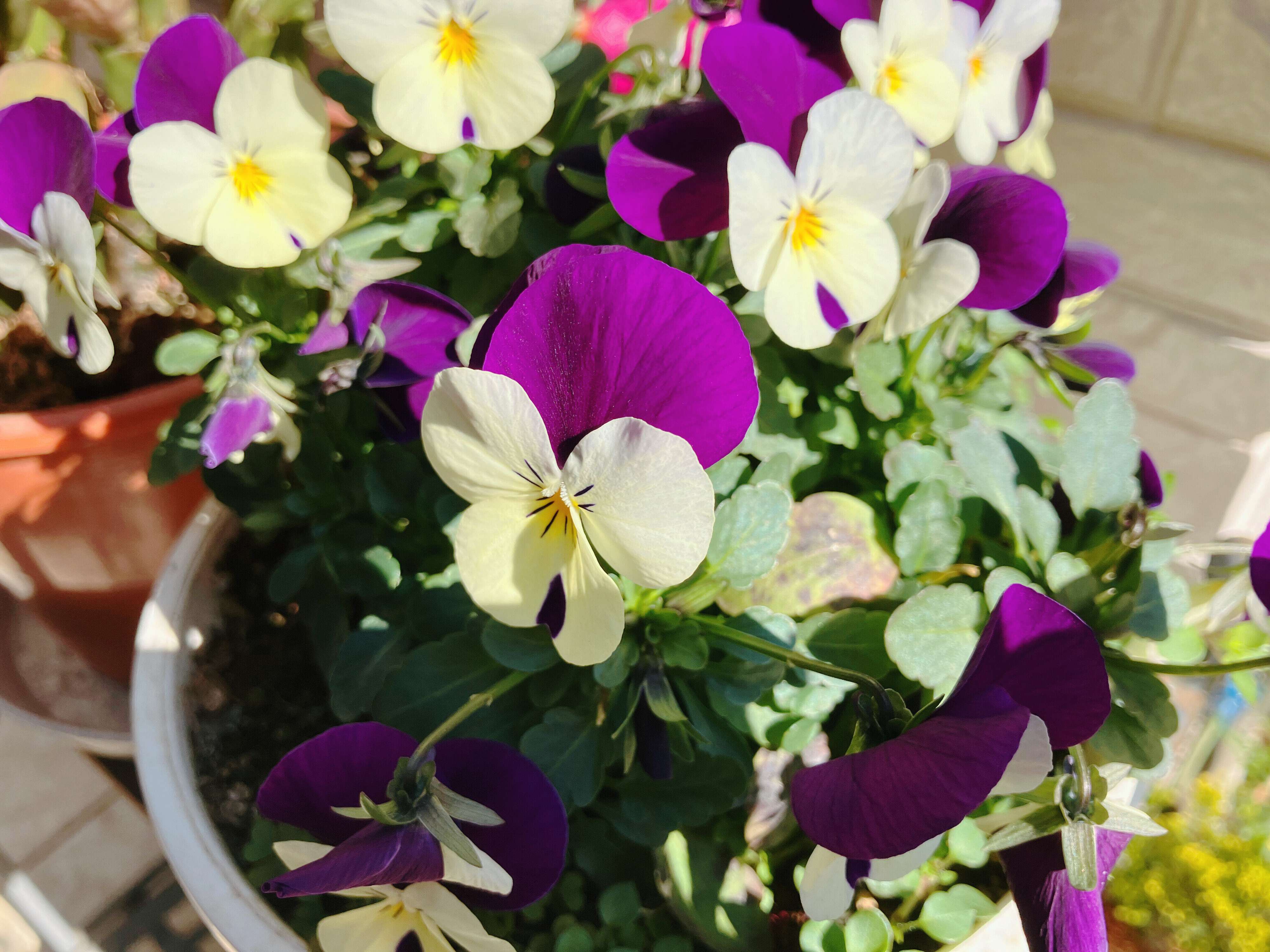 寒さにも負けない可憐なビオラ