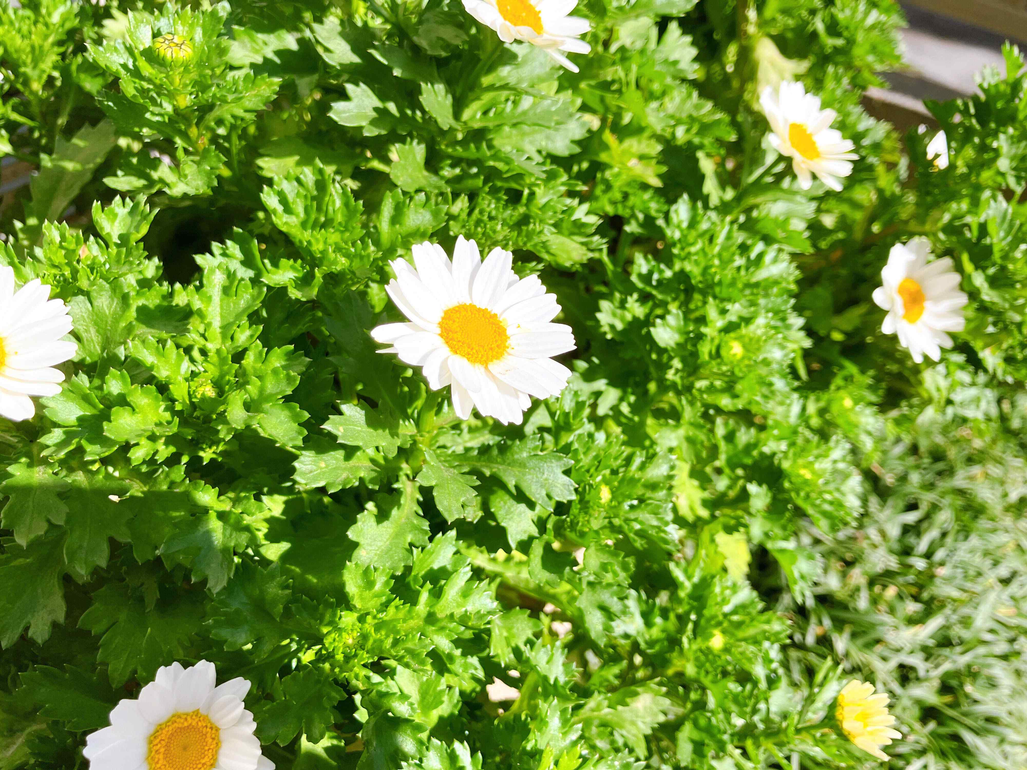 小さくて上品なノースポール