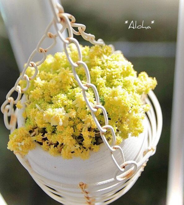 ハンギングプランターで吊るすガーデン